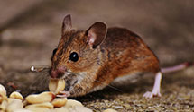 24 Hour & Emergency Exterminators in Wampsville, NY